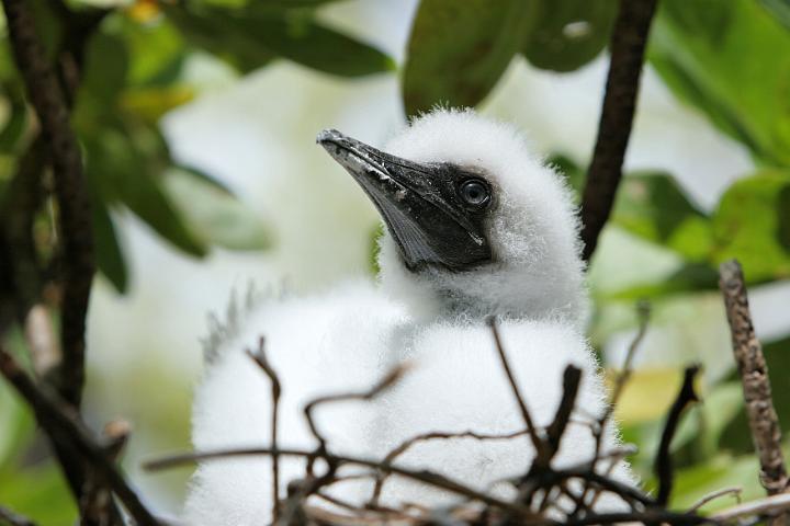 Oiseaux 026.jpg